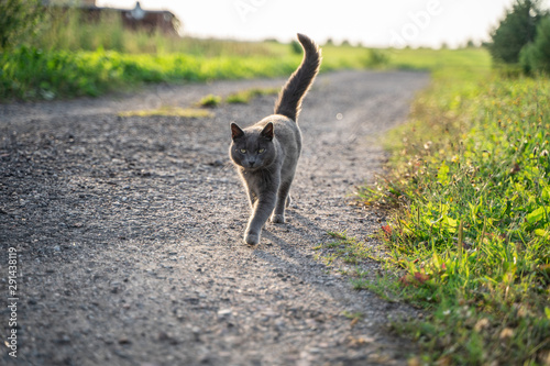 Russian blue cat is on the village road