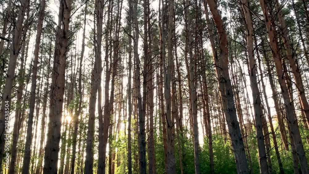 View of deep forest green trees with sunlight breaks through the leaves View of deep forest green trees with sunlight breaks through the leaves