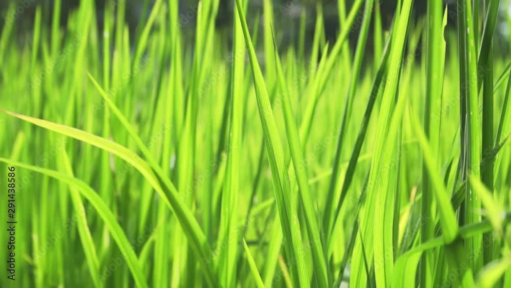 Slow-motion shot rice plant in field. Slow-motion shot rice plant in field.