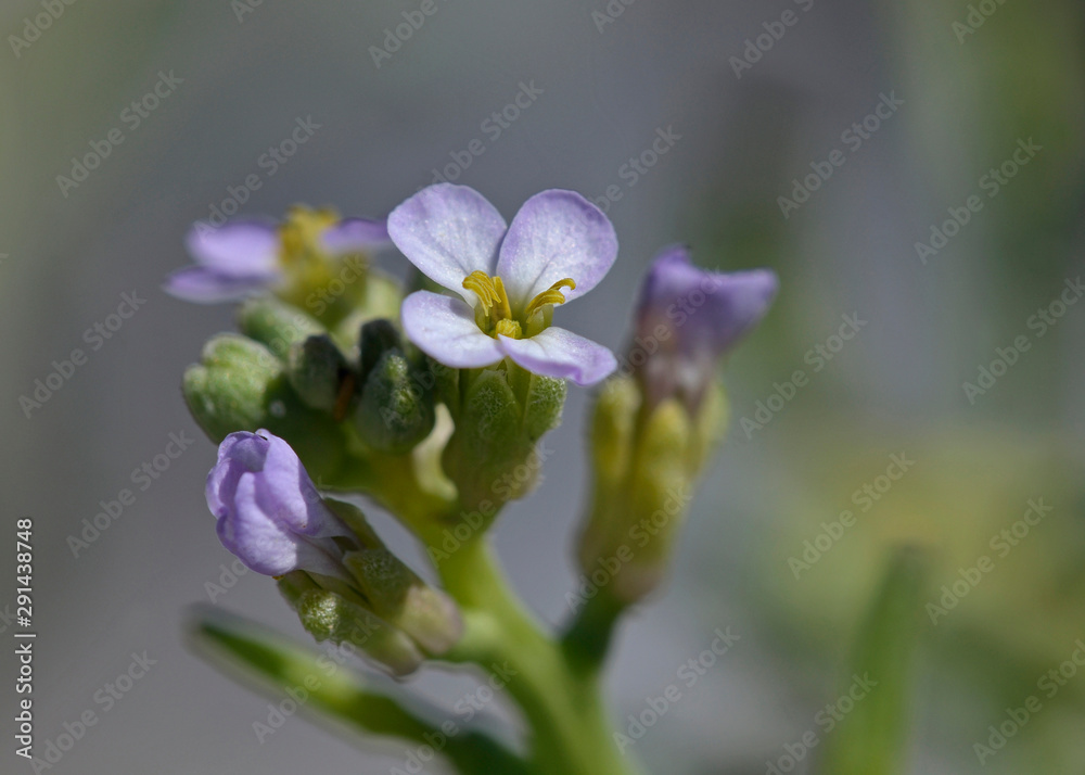 Cakile maritima (European searocket), is a common plant in the mustard family, Crete Cakile maritima (European searocket), is a common plant in the mustard family, Crete
