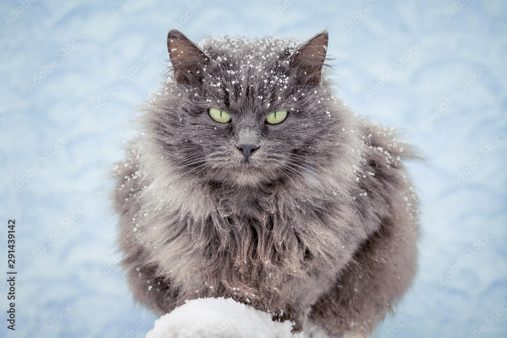 Gray fluffy cat on a blue background in winter_
