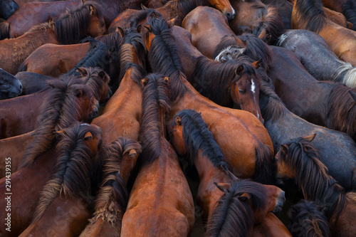 A Rapa das Bestas, Sabucedo, Pontevedra, Galicia photo