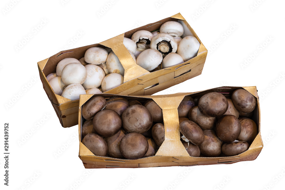 Obraz premium Weiße und braune Zuchtchampignons
