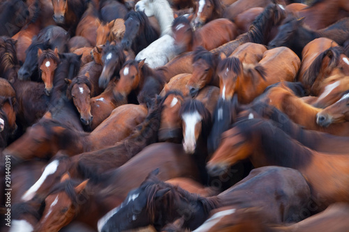 A Rapa das Bestas, Sabucedo, Pontevedra, Galicia photo