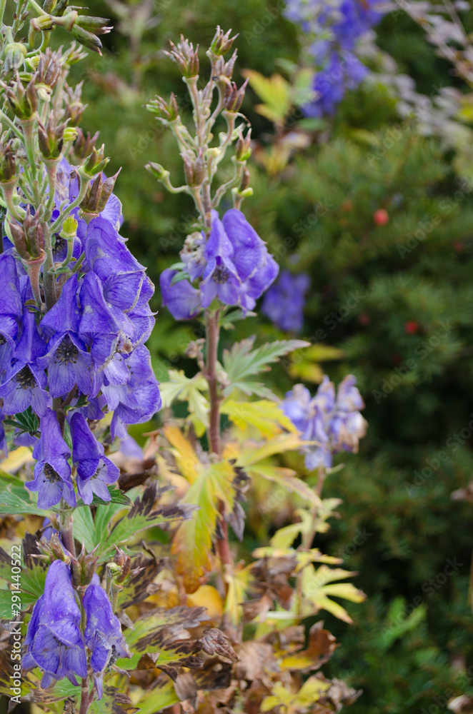 Obraz premium 紫の花