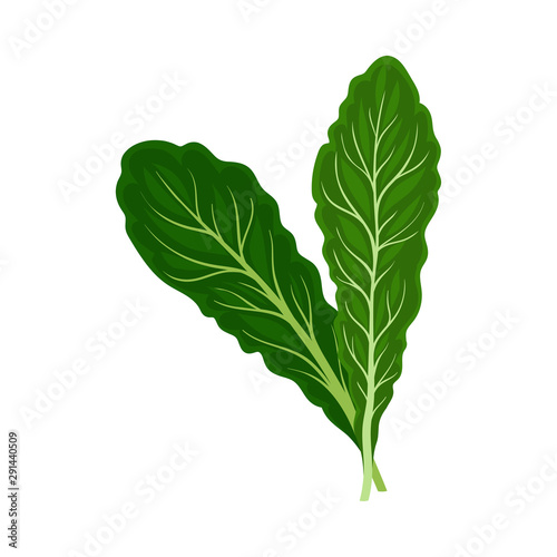 Long leaves for a salad. Vector illustration on a white background.
