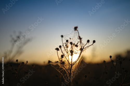 flower and the sunset in the field