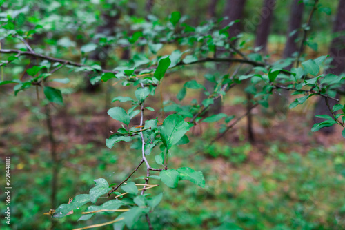 Branch with small green leaves in the forest. Closeup with blurred background