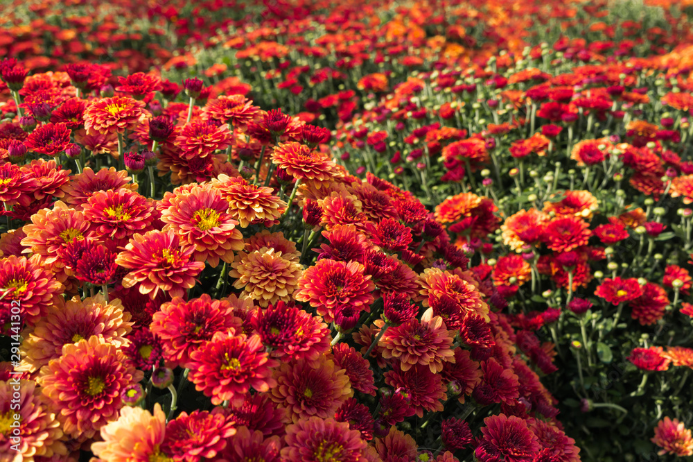 Flowerbed of bright red spray chrysanthemum spherical. Flower field in the city.