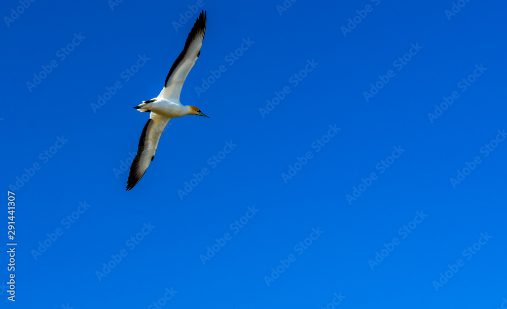 Muriwai Gannet Colony, Auckland, New Zealand Muriwai Gannet Colony, Auckland, New Zealand