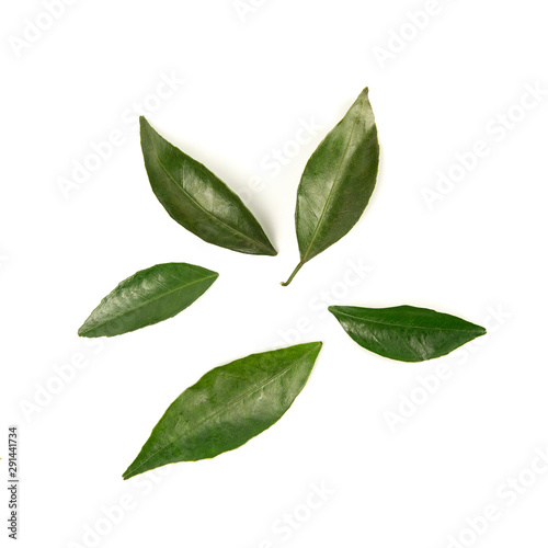 Fresh mandarin leaf isolated on white background.