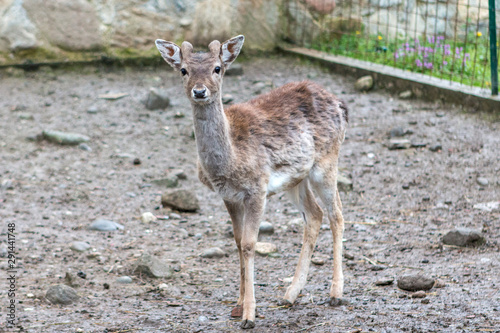 Lo sguardo del cervo