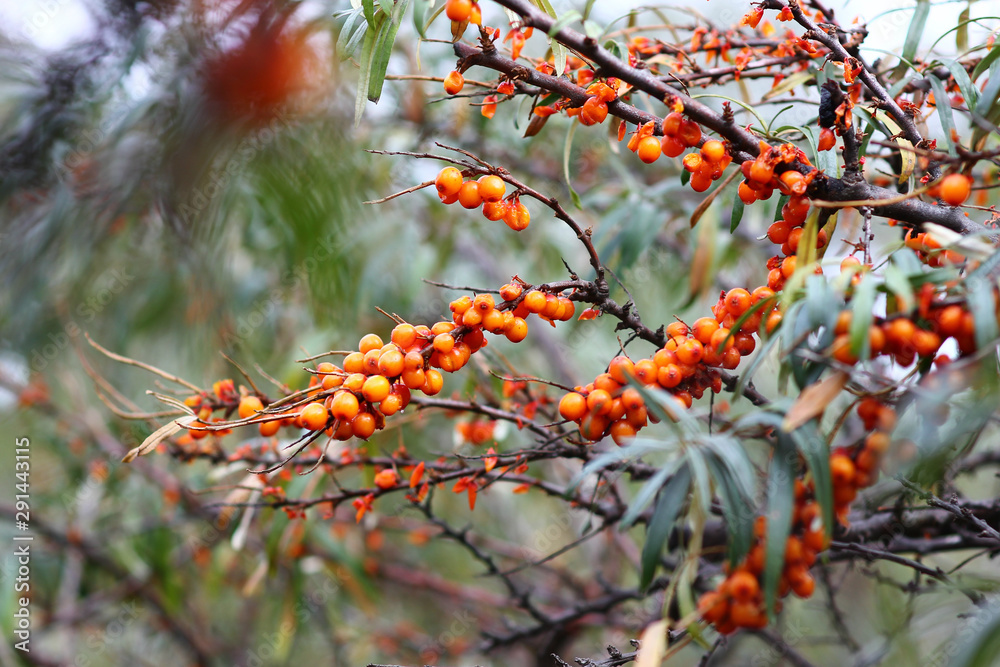 ripe sea buckthorn on a branch in the garden