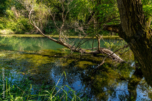 Fototapeta Naklejka Na Ścianę i Meble -   River Gold Panega, Bulgaria. Beautiful river at the end of summer.