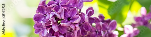 banner of Spring branch of blossoming purple lilac in may day