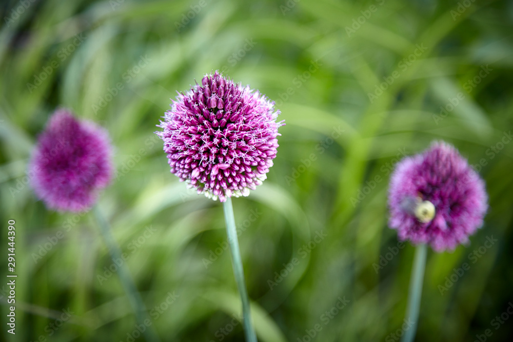 flower flower