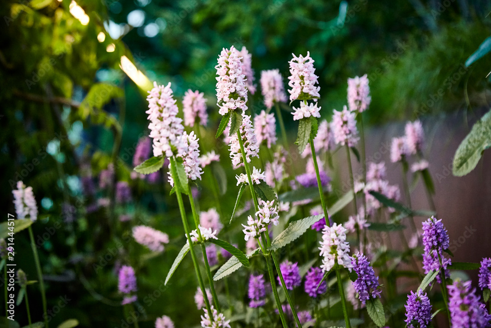 Obraz premium flower