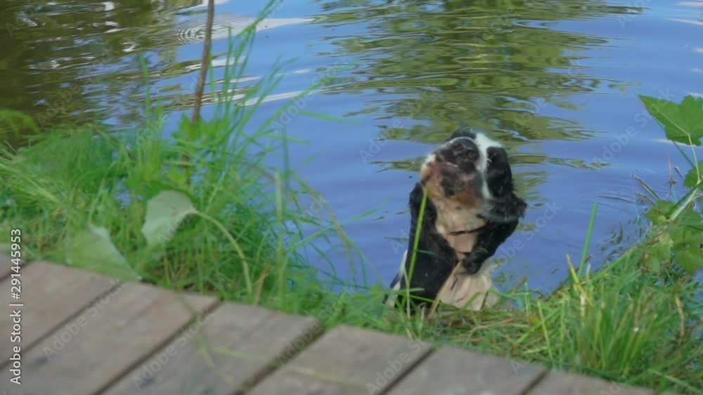 Black and White English Cocker Spaniel sits in the water and shakes his head Black and White English Cocker Spaniel sits in the water and shakes his head