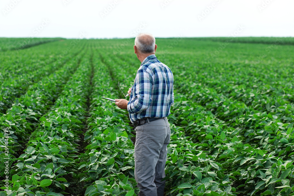 Fototapeta premium Senior farmer standing in soybean field with tablet examining crop.