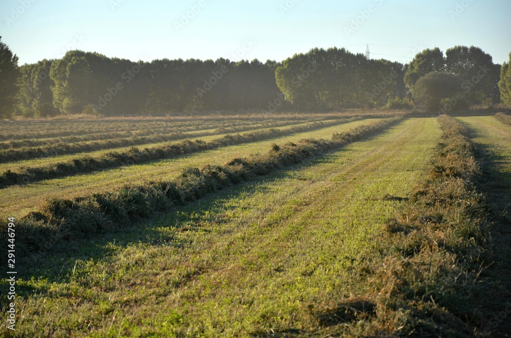 campo de alfalfa recolectado y al final un bosque