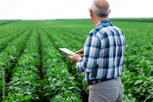 Senior farmer standing in soybean field with tablet examining crop.