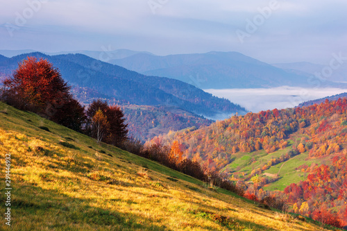beautiful mountainous rural landscape at sunrise. trees in red foliage. wonderful scenery of carpathian countryside. sunny morning weather with clouds on the sky. fog in the distant valley
