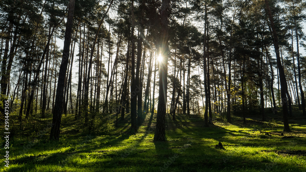 morning in the forest morning in the forest
