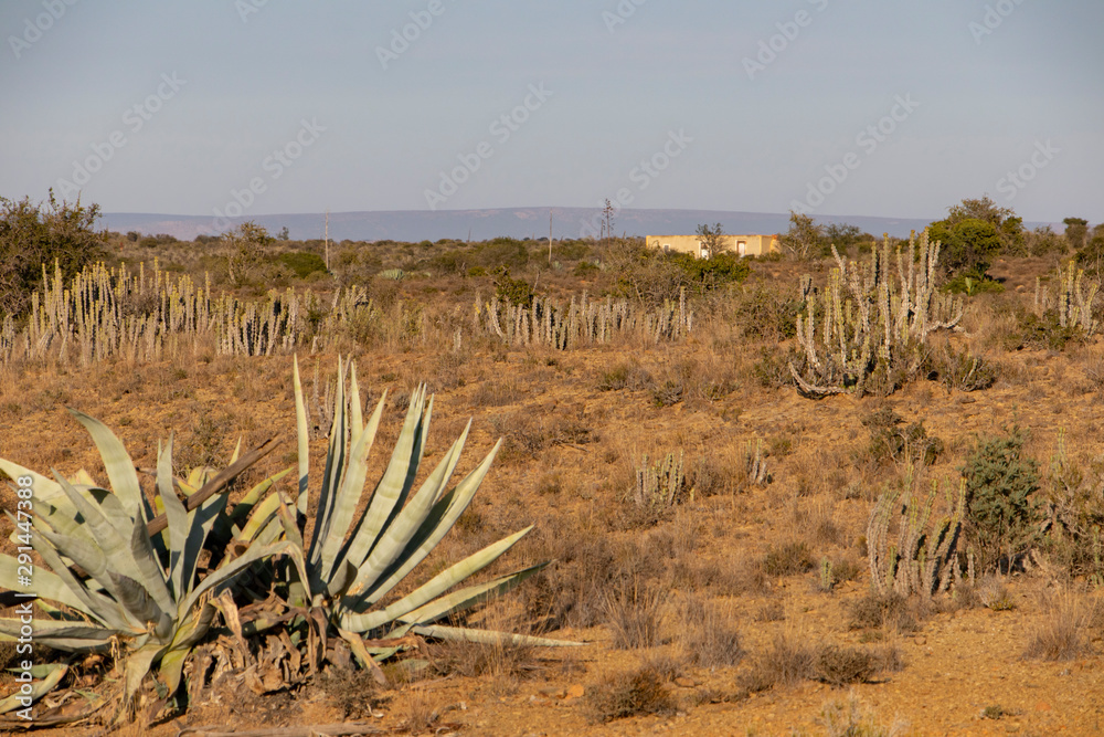 Semi arid Karoo region in the Eastern Cape province of South Africa. Semi arid Karoo region in the Eastern Cape province of South Africa.