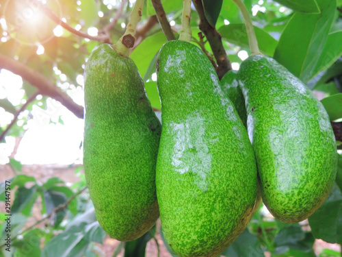 Avocado a pear-shaped fruit with a rough leathery skin  smooth oily edible flesh  and a large stone.         
