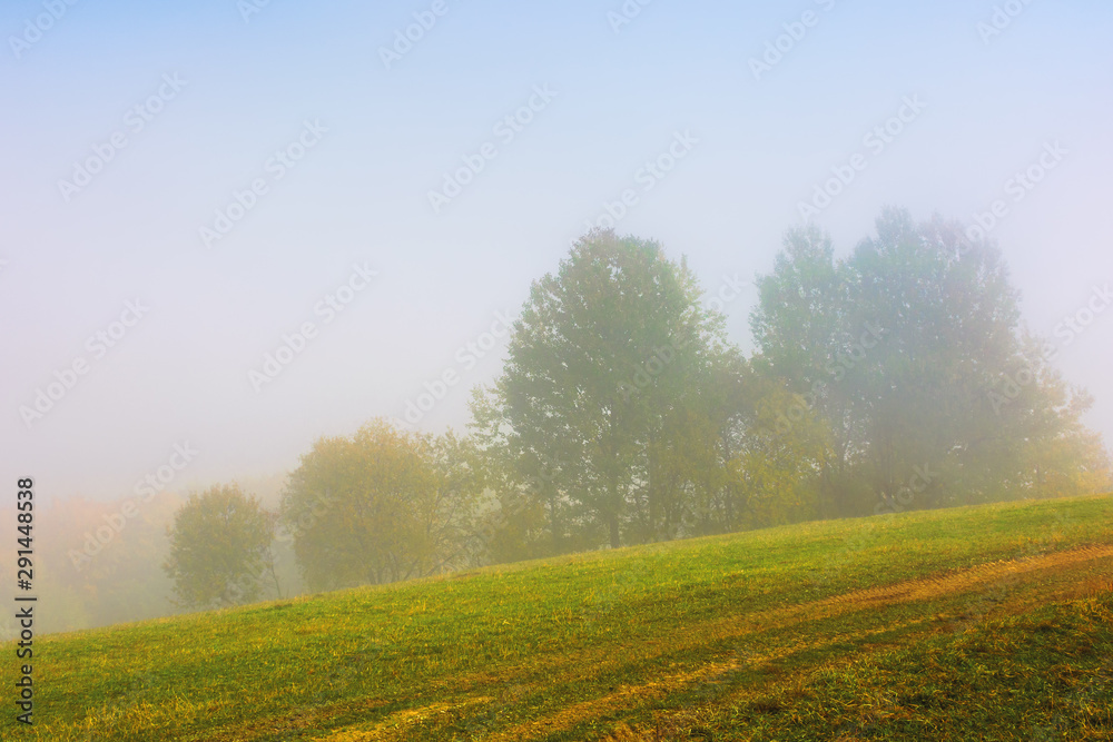 trees in colorful foliage on the meadow in fog. beautiful autumn scenery in the morning. wonderful nature background in misty weather