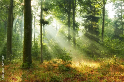 Fototapeta Piękny Poranek w Lesie
