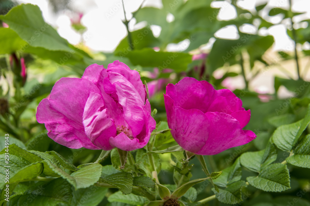 A delicate flower of wild rose. Yaroslavl. Beautiful summer day. A delicate flower of wild rose. Yaroslavl. Beautiful summer day.