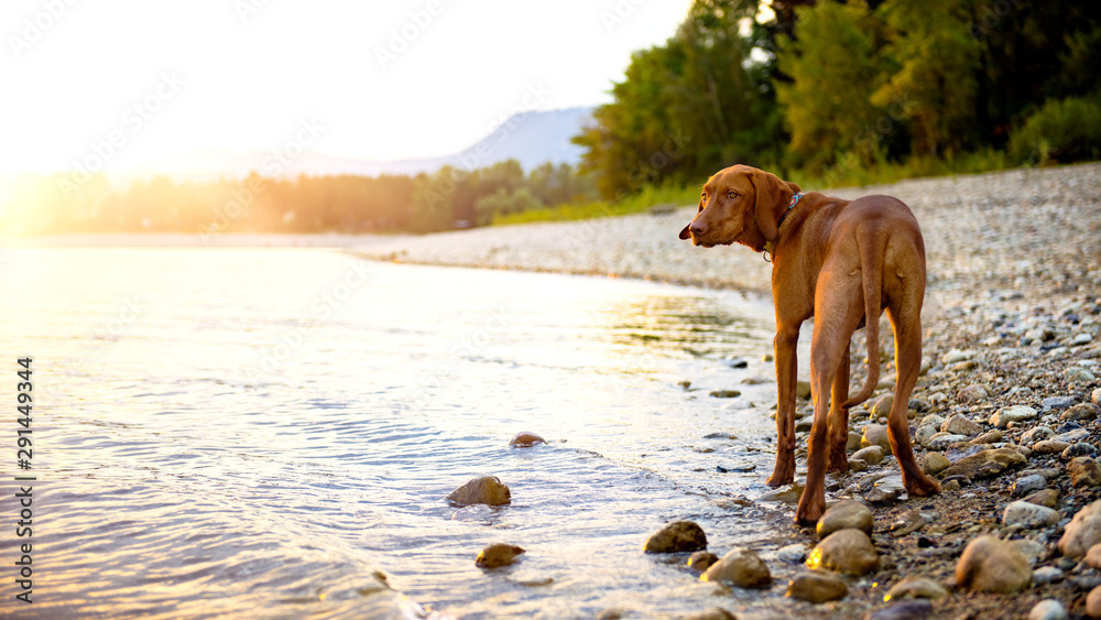 Gorgeous family pet dog on a beach at sunset. Vizsla puppy on summer vacation exploring the sea. Gorgeous family pet dog on a beach at sunset. Vizsla puppy on summer vacation exploring the sea.