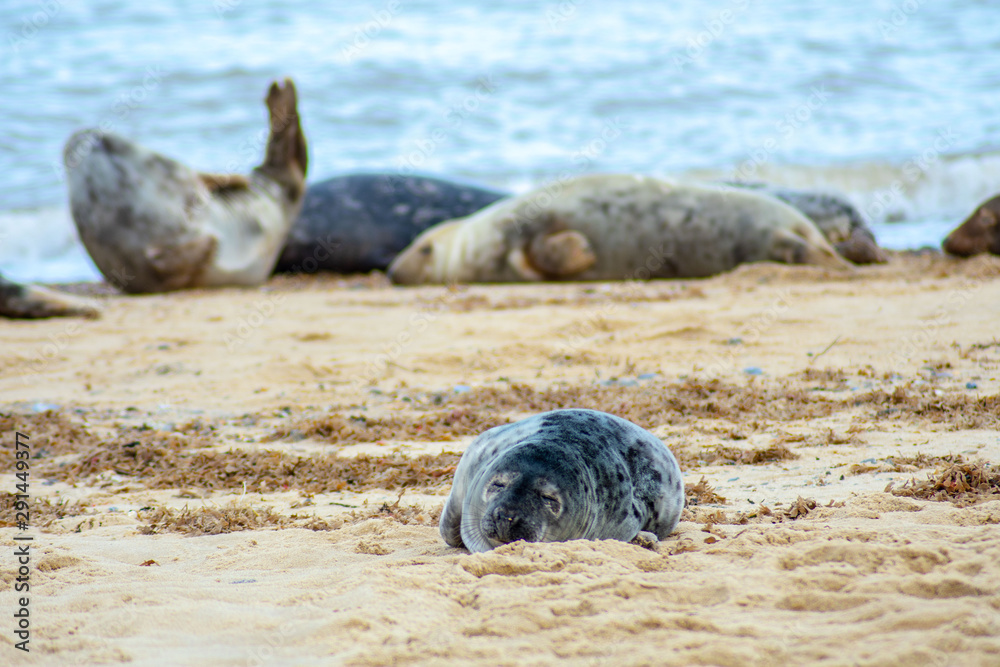 Fototapeta premium Sleeping