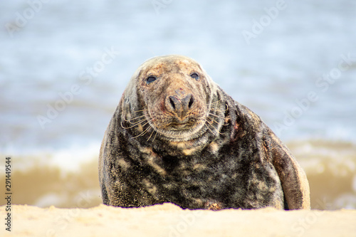 Serious seal