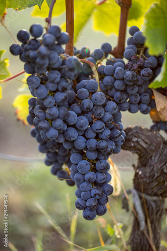 Ripe Merlot grapes lit by warm late sunshine in Montagne vineyard near Saint Emilion, Gironde, Aquitaine. France