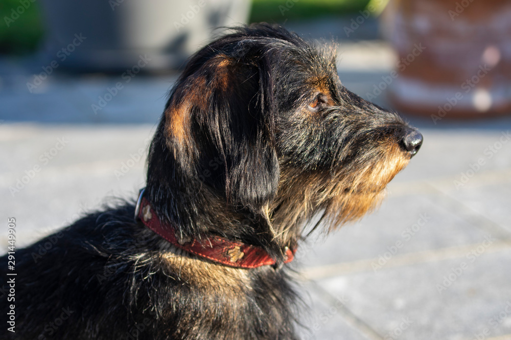 Beautiful wire-hair-dachshund with red collar
