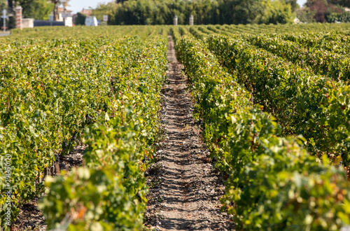 Foto Ripe red grapes on rows of vines in a vienyard before the wine harvest in  Marga