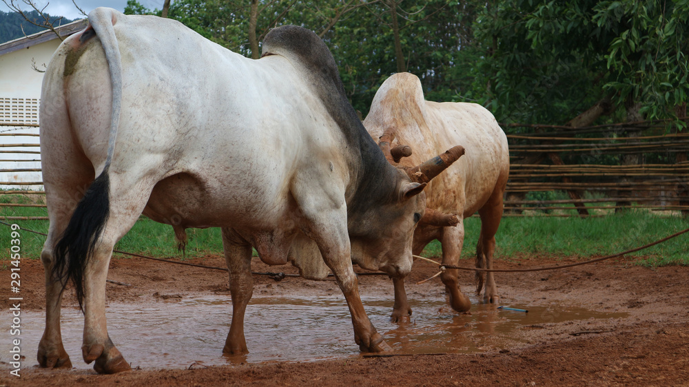The battle of cattle collided popular sport of local Asian The battle of cattle collided popular sport of local Asian