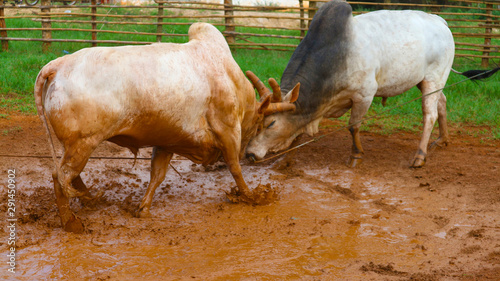 The battle of cattle collided popular sport of local Asian photo