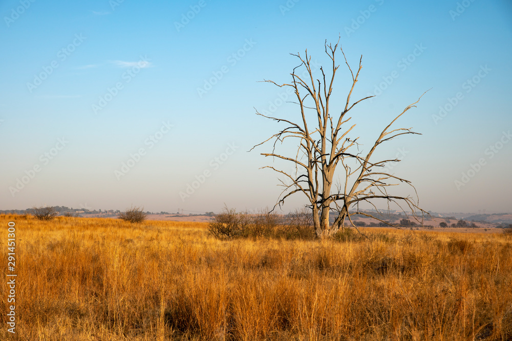 Late winter in the Rietvlei Nature reserve outside Pretoria, South Africa Late winter in the Rietvlei Nature reserve outside Pretoria, South Africa