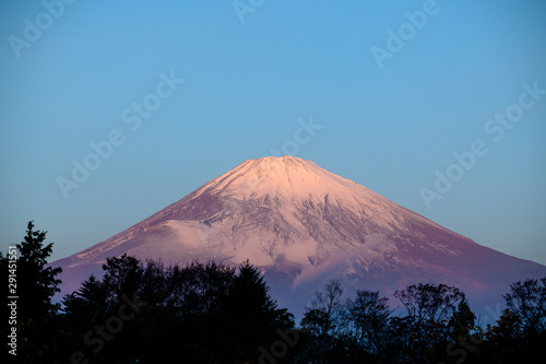 Beautiful lighting of mount Fuji in the morning with romantic color and silhouette tree in foreground.