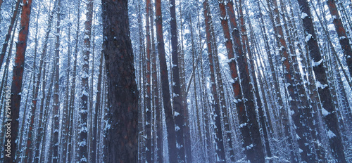 Beautiful winter forest, fresh snow on trees in winter forest.