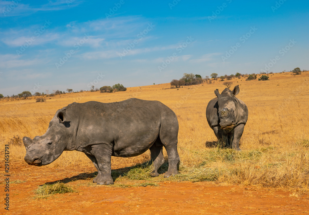 Rhinos grazing during late winter in the Rietvlei Nature Reserve outside Pretoria, South Africa. Rhinos grazing during late winter in the Rietvlei Nature Reserve outside Pretoria, South Africa.