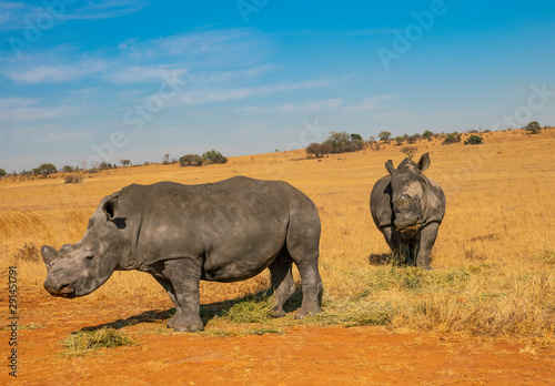 Rhinos grazing during late winter in the Rietvlei Nature Reserve outside Pretoria, South Africa.