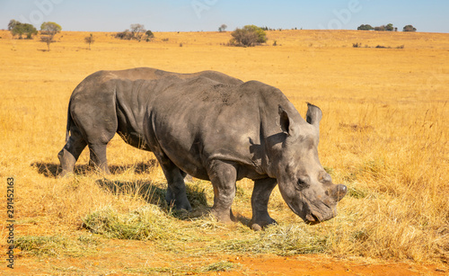 Rhinos grazing during late winter in the Rietvlei Nature Reserve outside Pretoria, South Africa.