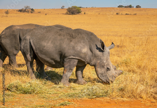 Rhinos grazing during late winter in the Rietvlei Nature Reserve outside Pretoria, South Africa.