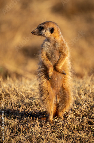 Meerkat - Suricate sentinel watching over the safety of family at Rietvlei Nature Reserve outside Pretoria, South Africa photo