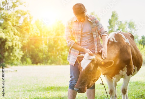 Attractive male farmer tending his cow in farm with yellow lens flare in background