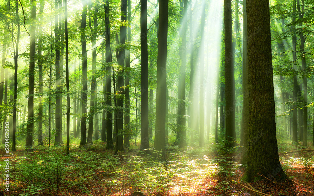Obraz premium Beautiful morning in the forest